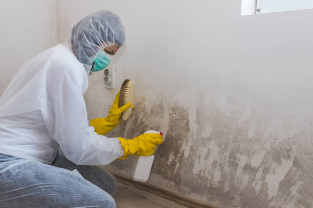 Best Attic Mold Removal  in Malone, FL