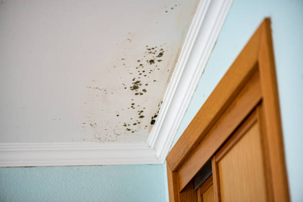 Best Mold Cleaning Services  in Malone, FL