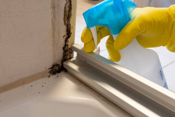 Best Mold Testing  in Malone, FL
