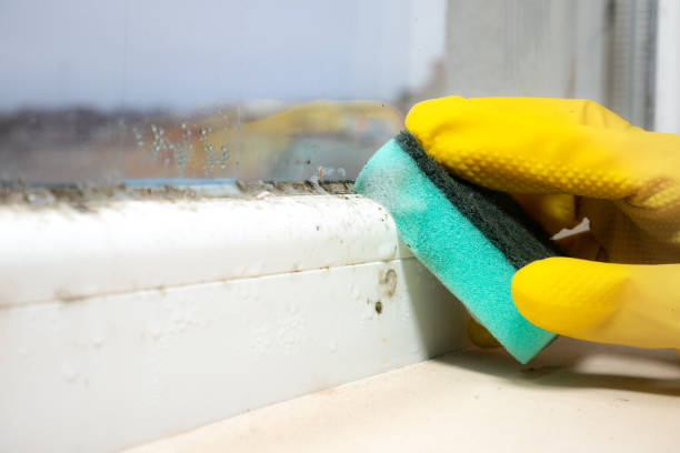 Best Home Mold Removal  in Malone, FL