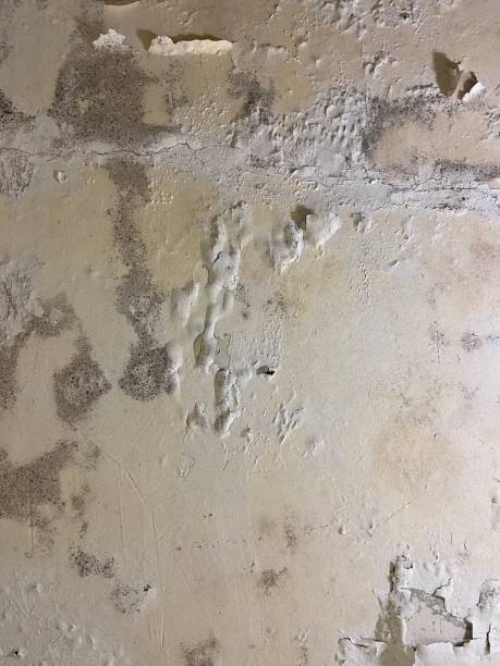 Best Mold Testing  in Malone, FL